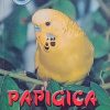 Vibiral: Papigica tigrica